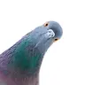 Fandago